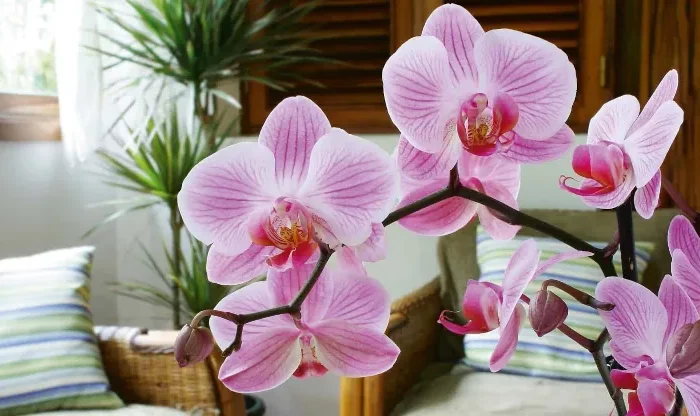 comment stimuler la floraison de l orchidee