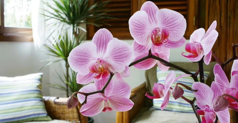 comment stimuler la floraison de l orchidee