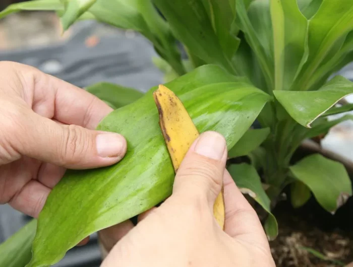 comment utiliser les peaux de bananes comme engrais main essyuant les feuilles dune fleur
