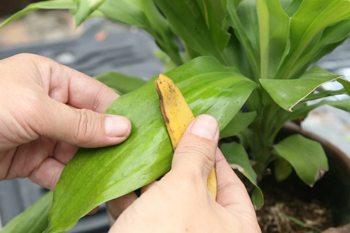 comment utiliser les peaux de bananes comme engrais main essyuant les feuilles dune fleur