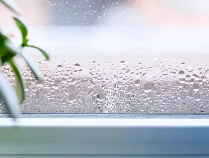 condensation fenetres plantes vertes moisissure