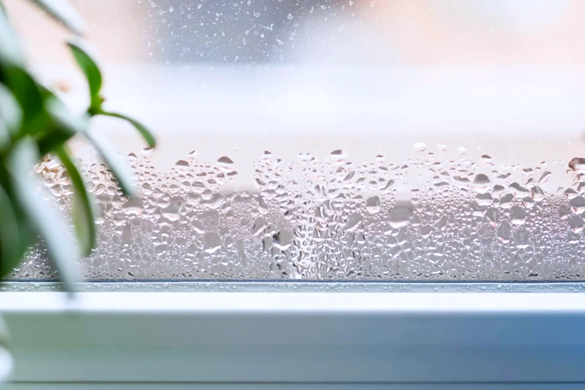condensation fenetres plantes vertes moisissure