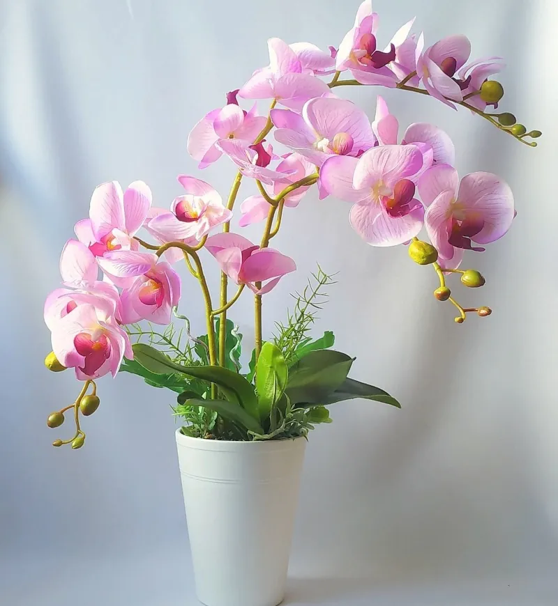 conseils pour reussir l entretien de l orchidee