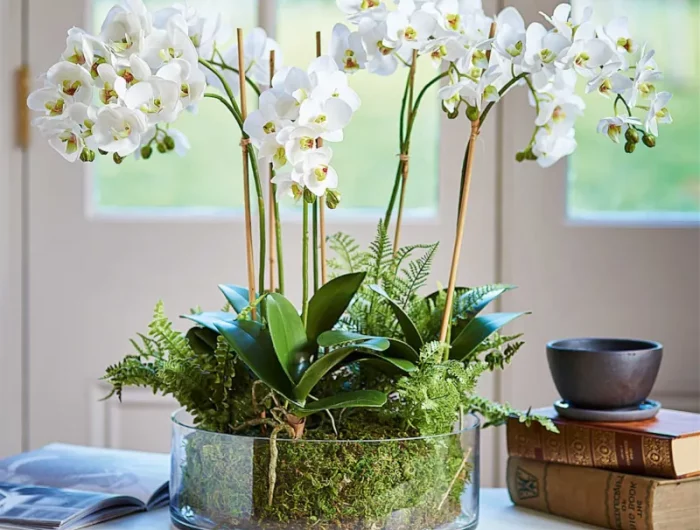 conseils pour reussir la culture de l orchidee