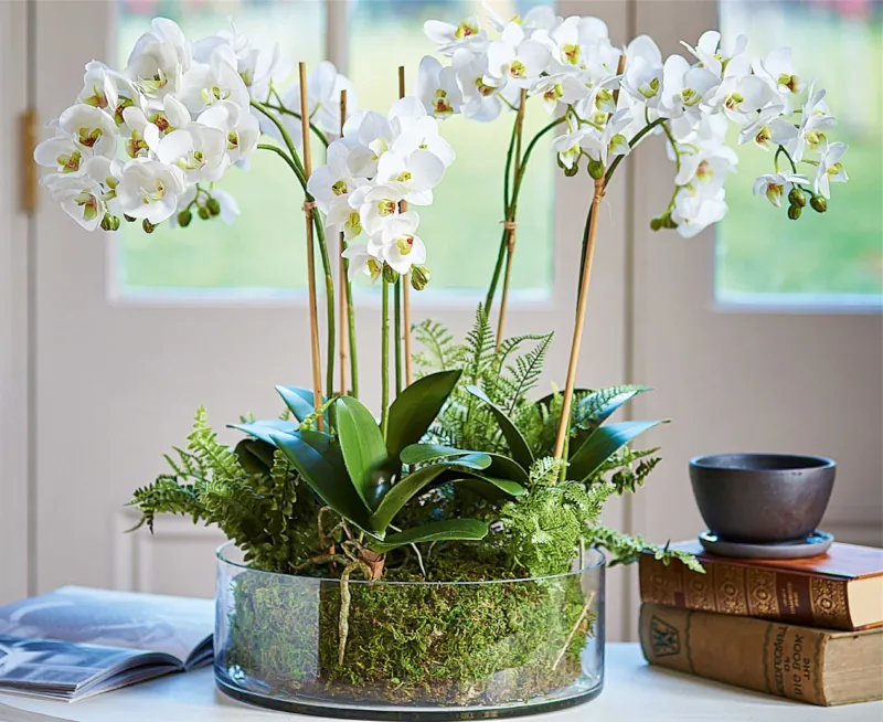 conseils pour reussir la culture de l orchidee