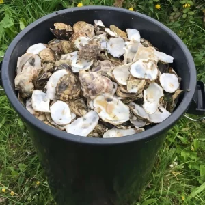 Pourquoi mettre des coquilles d'huîtres dans le jardin ? Des astuces gratuites pour un recyclage réussi !
