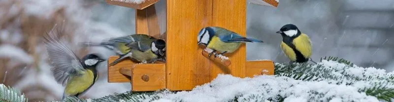 des oiseaux avec du jaune et du bleu autour de la mangeoire en bois en hiver