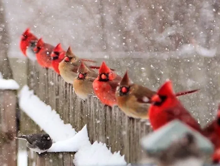 des oiseaux rouges et beiges perches sur une cloture sous la neige pendant une journee enneigee