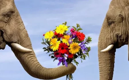 deux elephants en face a face avec un bouquet de fleurs sur fond un beau ciel bleu