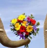 deux elephants en face a face avec un bouquet de fleurs sur fond un beau ciel bleu
