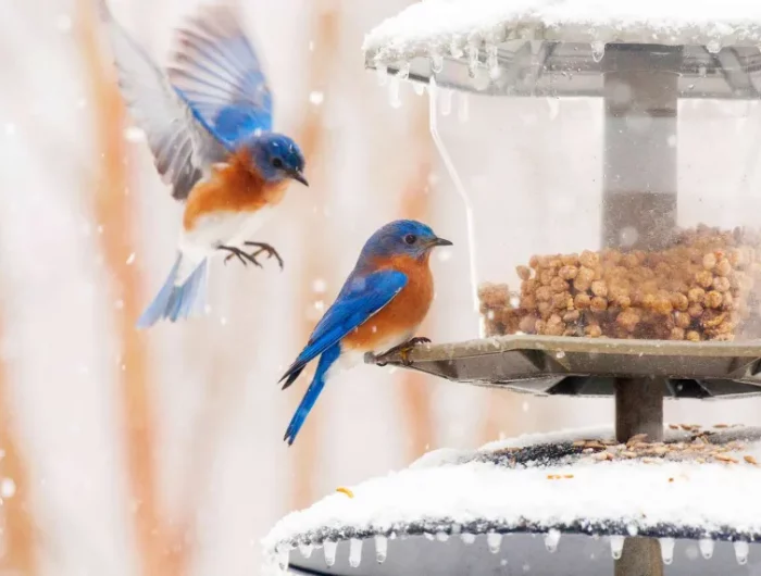 deux oiseaux aux ailes bleues a cote de la perchoir sous la neige
