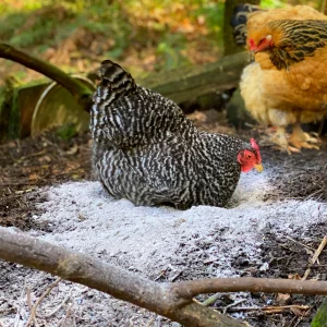 Doit-on mettre de la cendre dans un poulailler ? Un remède naturel et gratuit au service de vos poules durant l'hiver  !