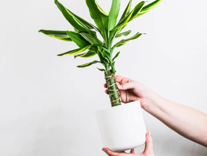 dracaena idée de plante sans lumière en pot entretien plantes vertes d intérieur