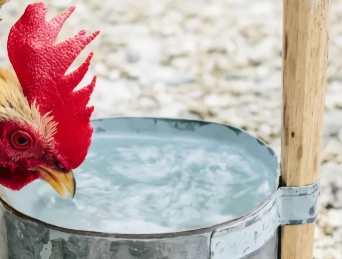eau hiver gel poulets contenant metal soins animaux domestiques