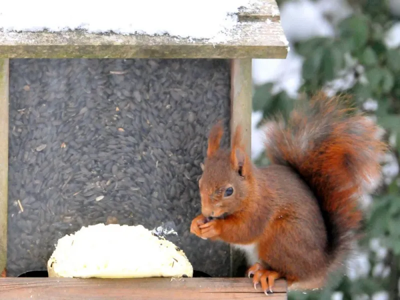 ecureuil roux sur un e mangeoire pleine de graines de tournesol