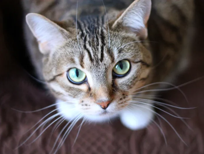 eliminer l odeur d urine de chat sur le tapis