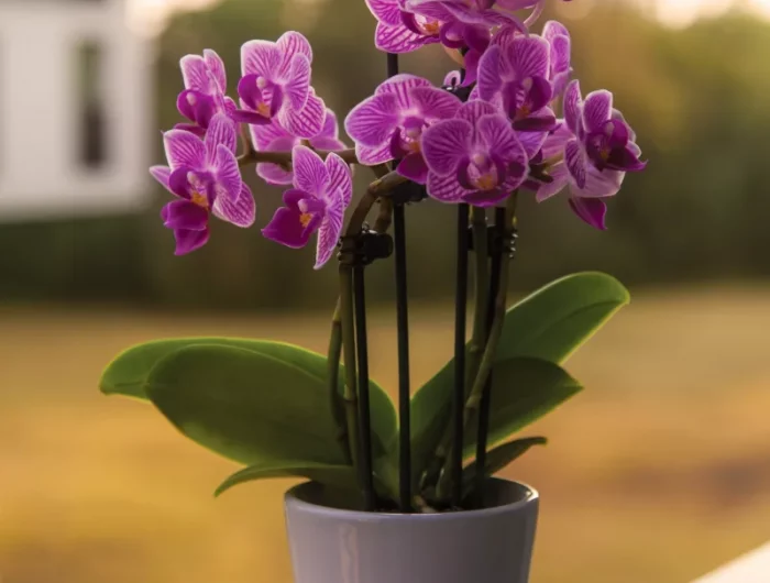 engraiss naturel pour orchidée idée comment faire fleurir une orchidée amendement organique