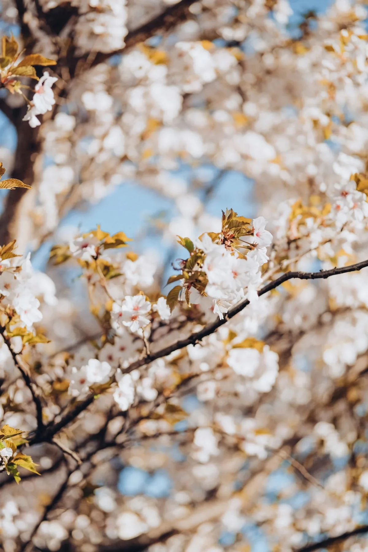 entretien des cerises peut on tailler en hiver arbres de printemps