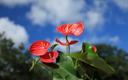 entretien plante fleurie ciel nuages natures arbres