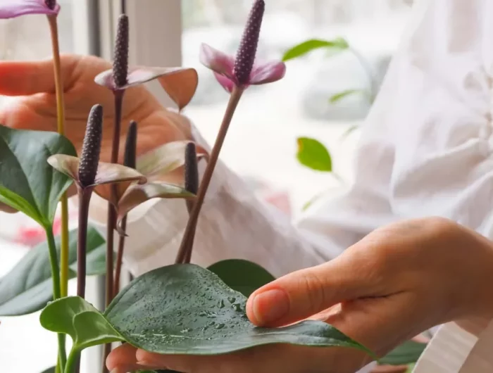 faut il brumiser les feuilles de l anthurium conseils