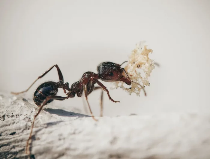 fourmis sur balcon methodes naturelles pour se debarasser insectes