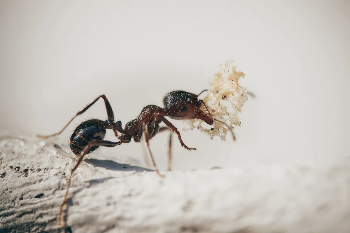 fourmis sur balcon methodes naturelles pour se debarasser insectes