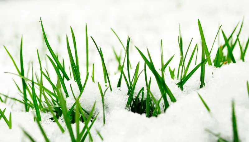 garder une pelouse verte en hiver herbe verte sous neige