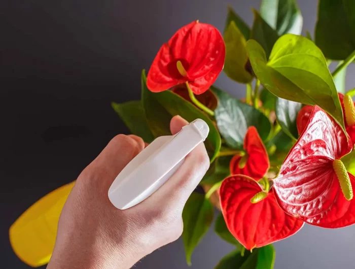 humidité anthurium et arrosage comment bien en occuper en hiver