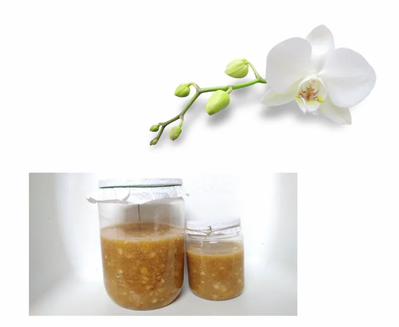 jus d agrumes fermenté maison commen engrais naturel orchidée solution amendement efficace