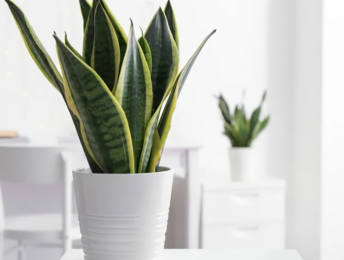 langue de belle mère plante d intérieur verte résistante à la chaleur du radiateur