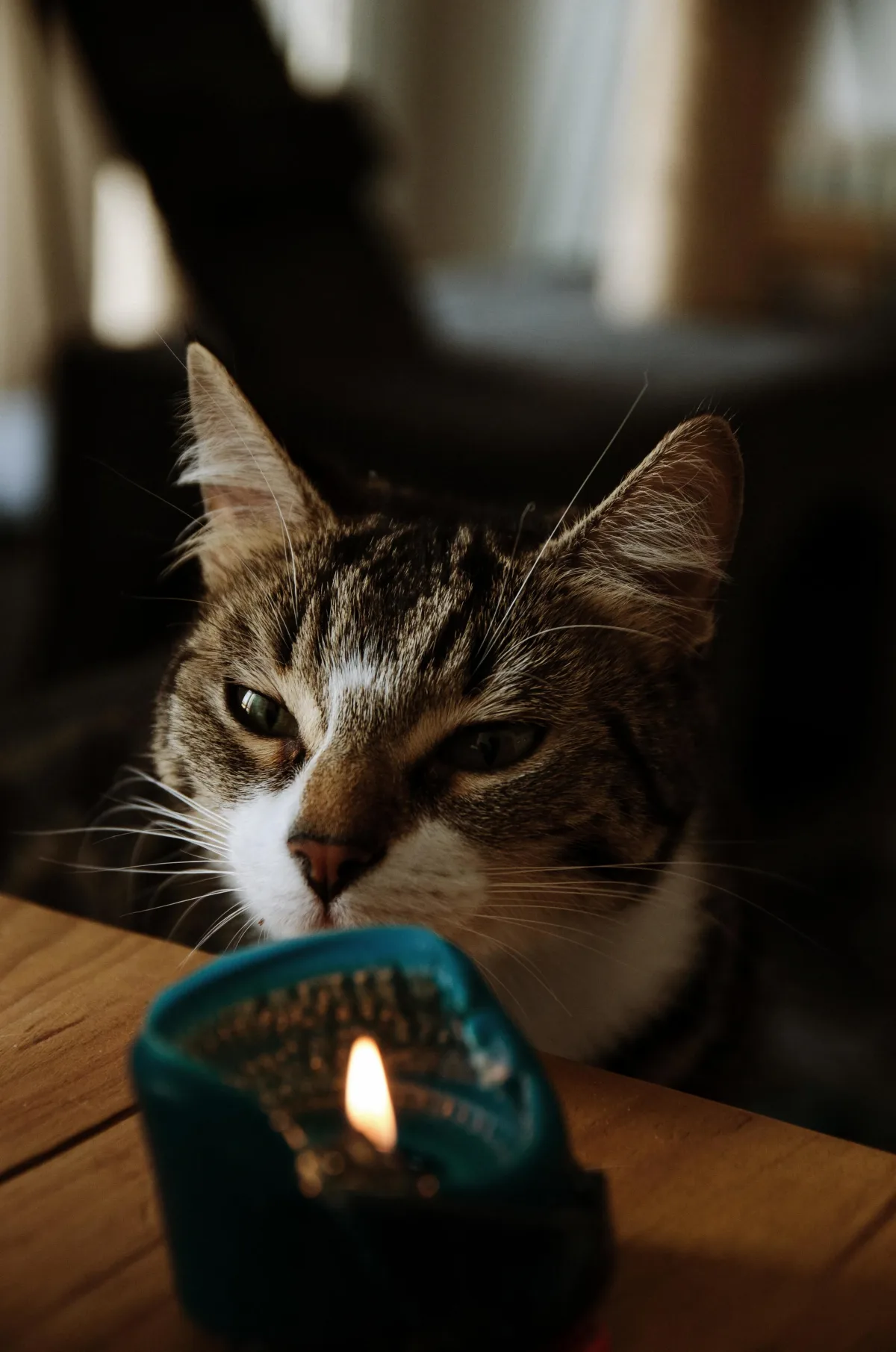 Les bougies sont-elles dangereuses pour nos animaux domestiques ?
