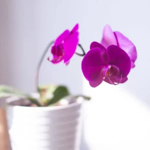 On a enfin trouvé le meilleur engrais naturel pour orchidées ?