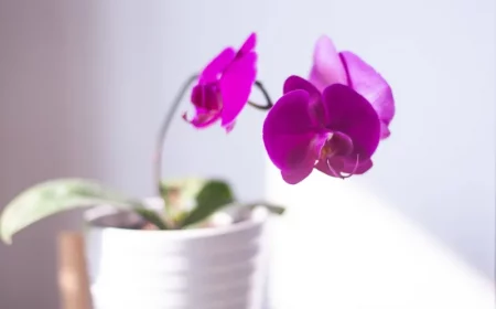 les astuces pour faire fleurir une orchidée quel engrais pour plantes jus d agrumes fermenté