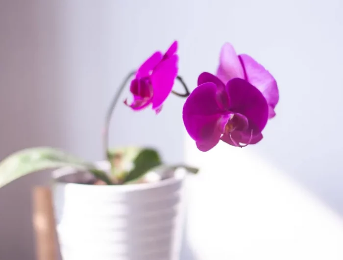 les astuces pour faire fleurir une orchidée quel engrais pour plantes jus d agrumes fermenté