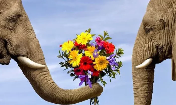 les bonnes manières a ne jamais oublier avec deux elephants et un bouquet de fleurs sur fond de ciel bleu