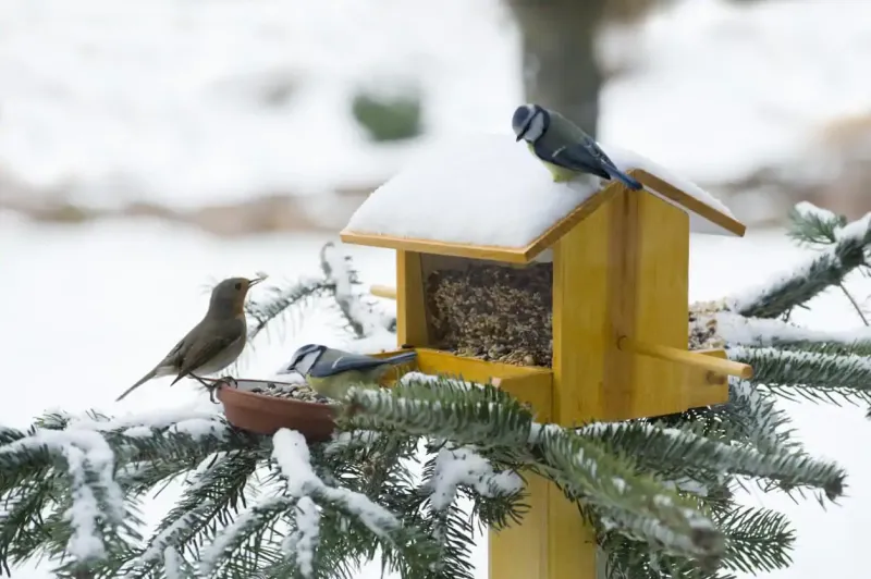 mangeoire en bois en hiver enneigee avec deux oiseaux qui mangent et un oiseau perche sur le toit couvert de neige