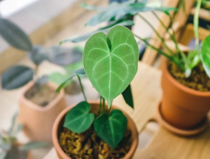 mon anthurium ne fleurit pas remede de grand mere pour faire refleurir la plante