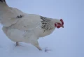 Peut-on sortir les poules quand il neige ? Nos conseils pour éviter tout risque