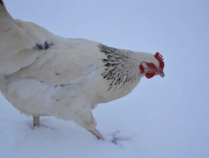 neige pattes poules plumage blanc et noir