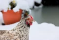 Comment savoir si les poules ont froid ? Voici à quoi faire attention !