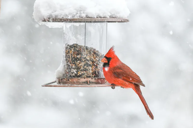 oiseau rouge sur un perchoir de la mangeoire couverte et fermee pleine de graines et sous la neige