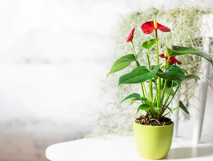 ou placer l anthurium pour qu il fleurisse