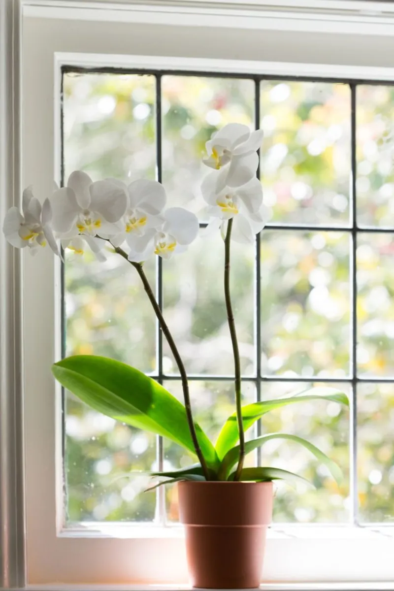 ou placer l orchidee fleurie astuces et conseils