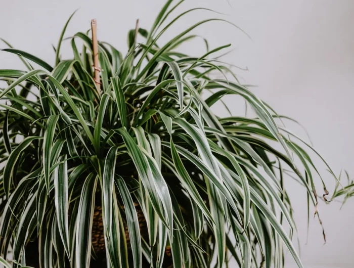 plante araignée avec de longues feuilles idée plante pour salle de bain san fenêtre retombante