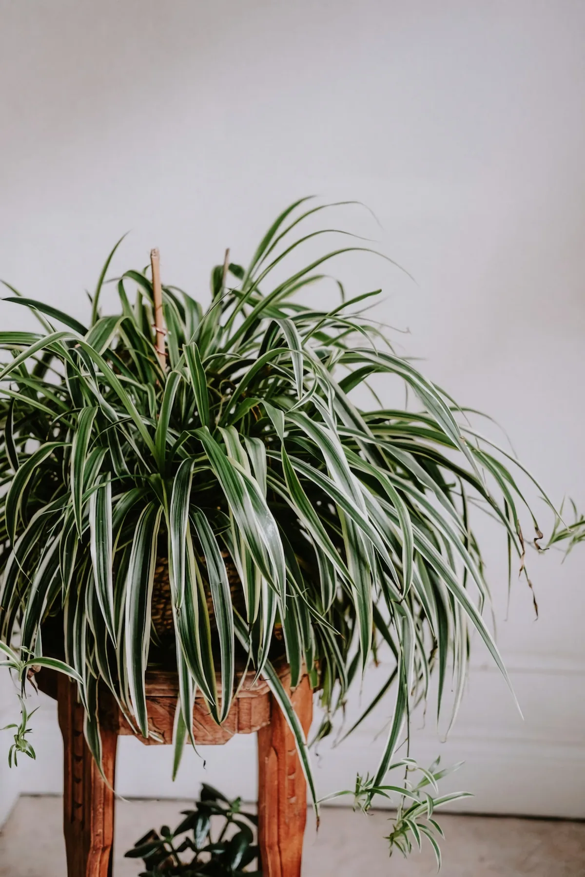 plante araignée avec de longues feuilles idée plante pour salle de bain san fenêtre retombante