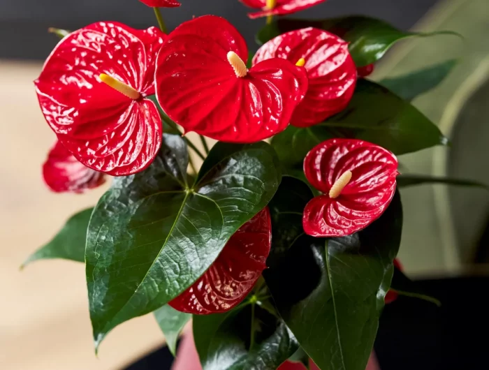 plante à feuilles rouges et vertes idée entretien anthurium remedes de grand mere