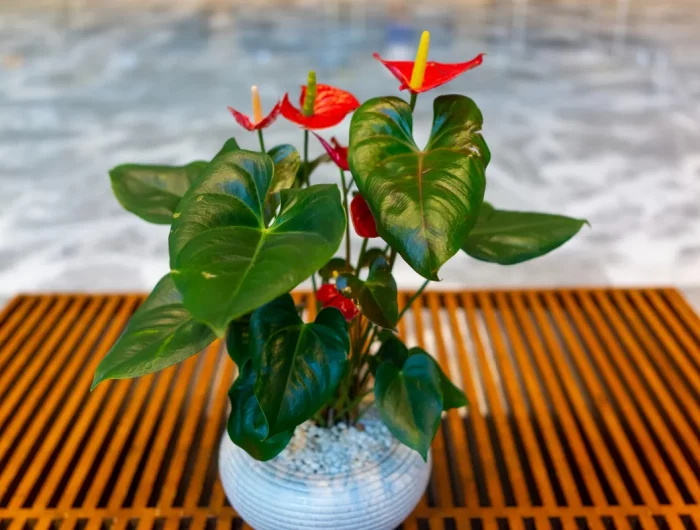 plante à fleurs rouges anthurium entretien arrosage et autres astuces