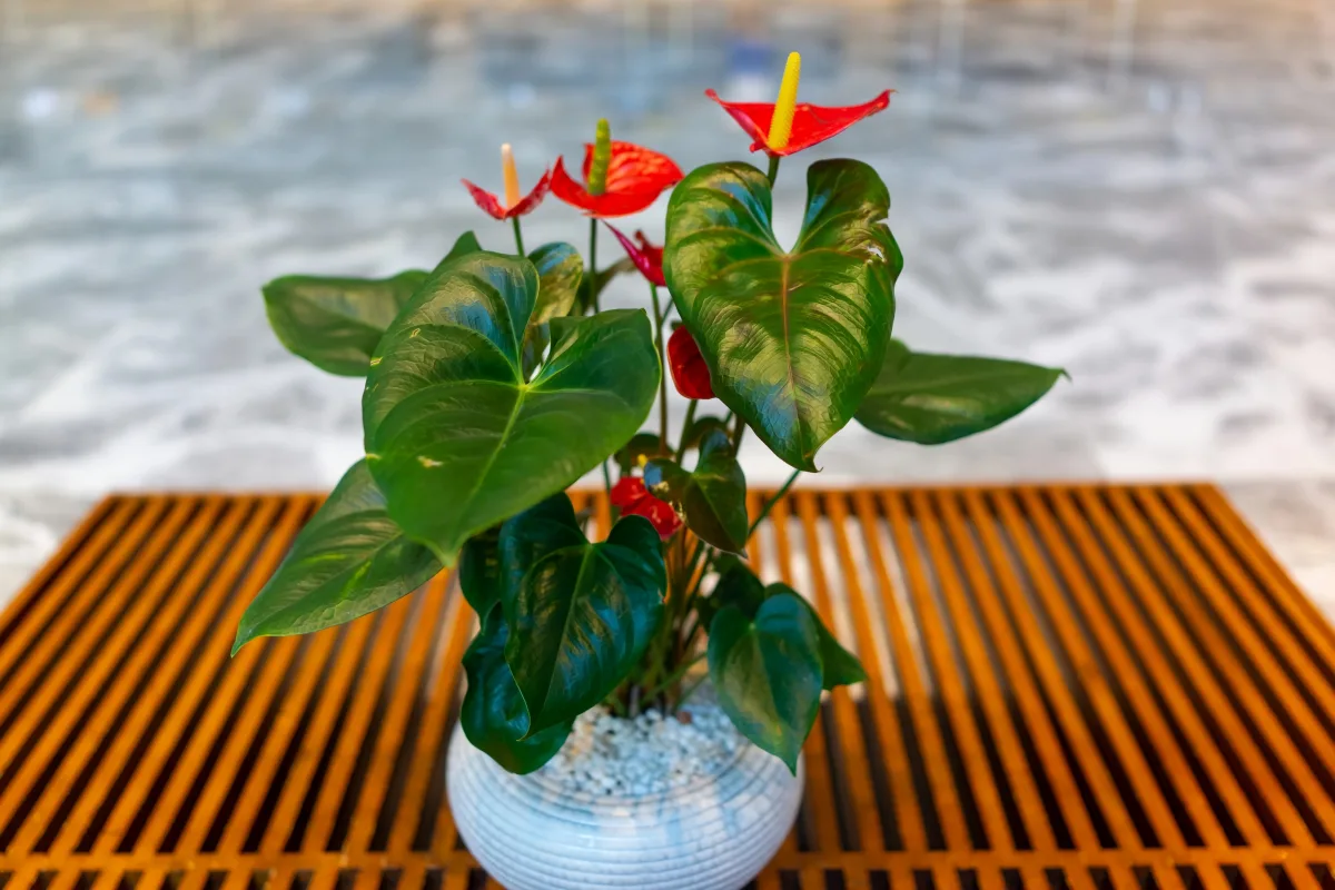 plante à fleurs rouges anthurium entretien arrosage et autres astuces