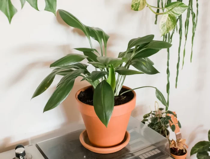 plante en fonte idée plante qui supporte la chaleur ambiante de la maison