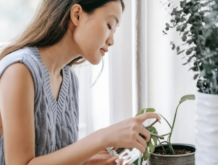 plante intérieur en dessus de radiateur idée comment protéger une plante contre la sécheresse et la chaleur